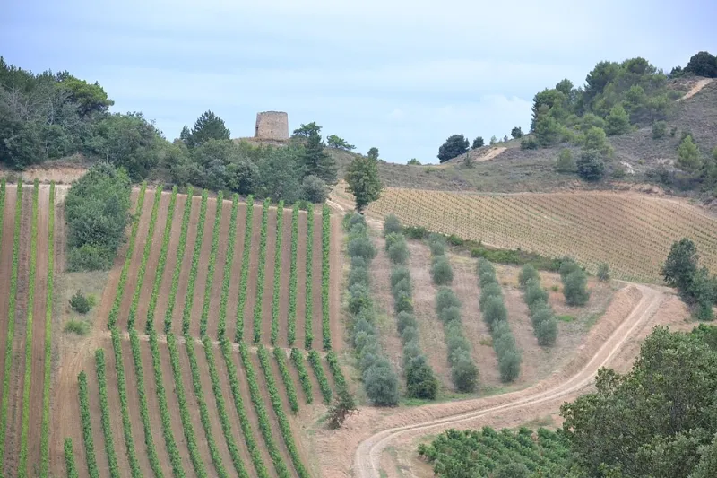 Suivez le peloton… et votre estomac : notre route des saveurs de Limoux aux Corbières